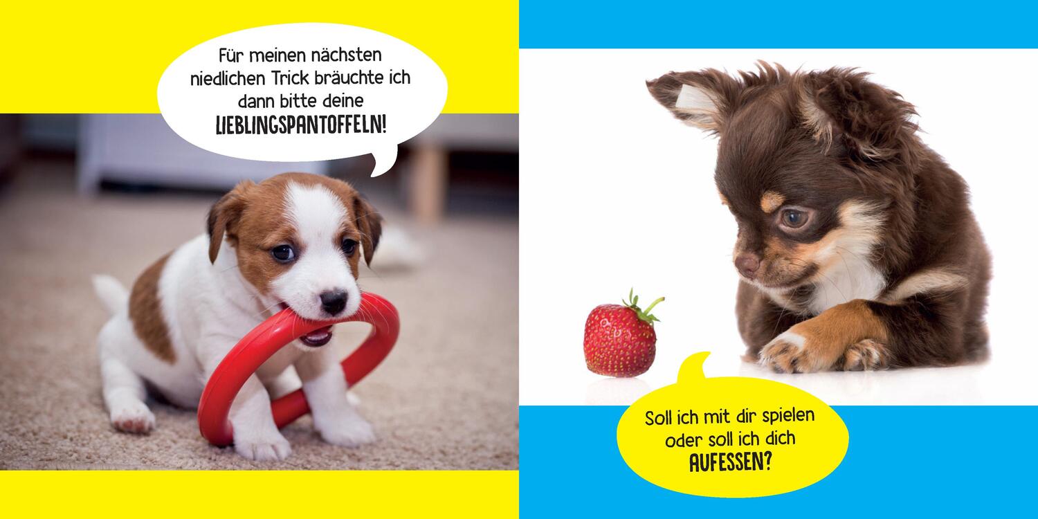 Bild: 9783625192961 | Mein Hund ist voll bekloppt | Katrin Höller | Taschenbuch | 124 S.
