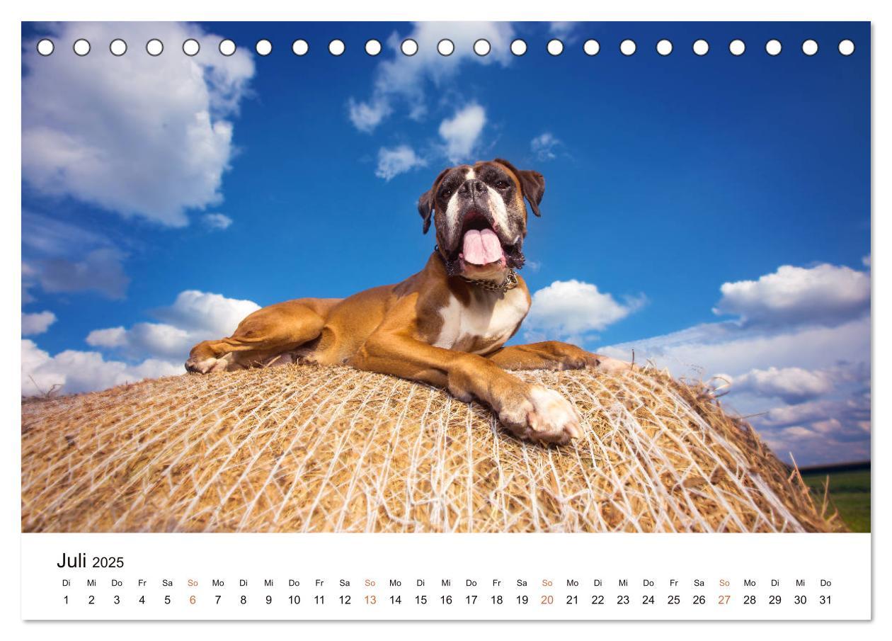 Bild: 9783435159253 | Deutscher Boxer (Tischkalender 2025 DIN A5 quer), CALVENDO...