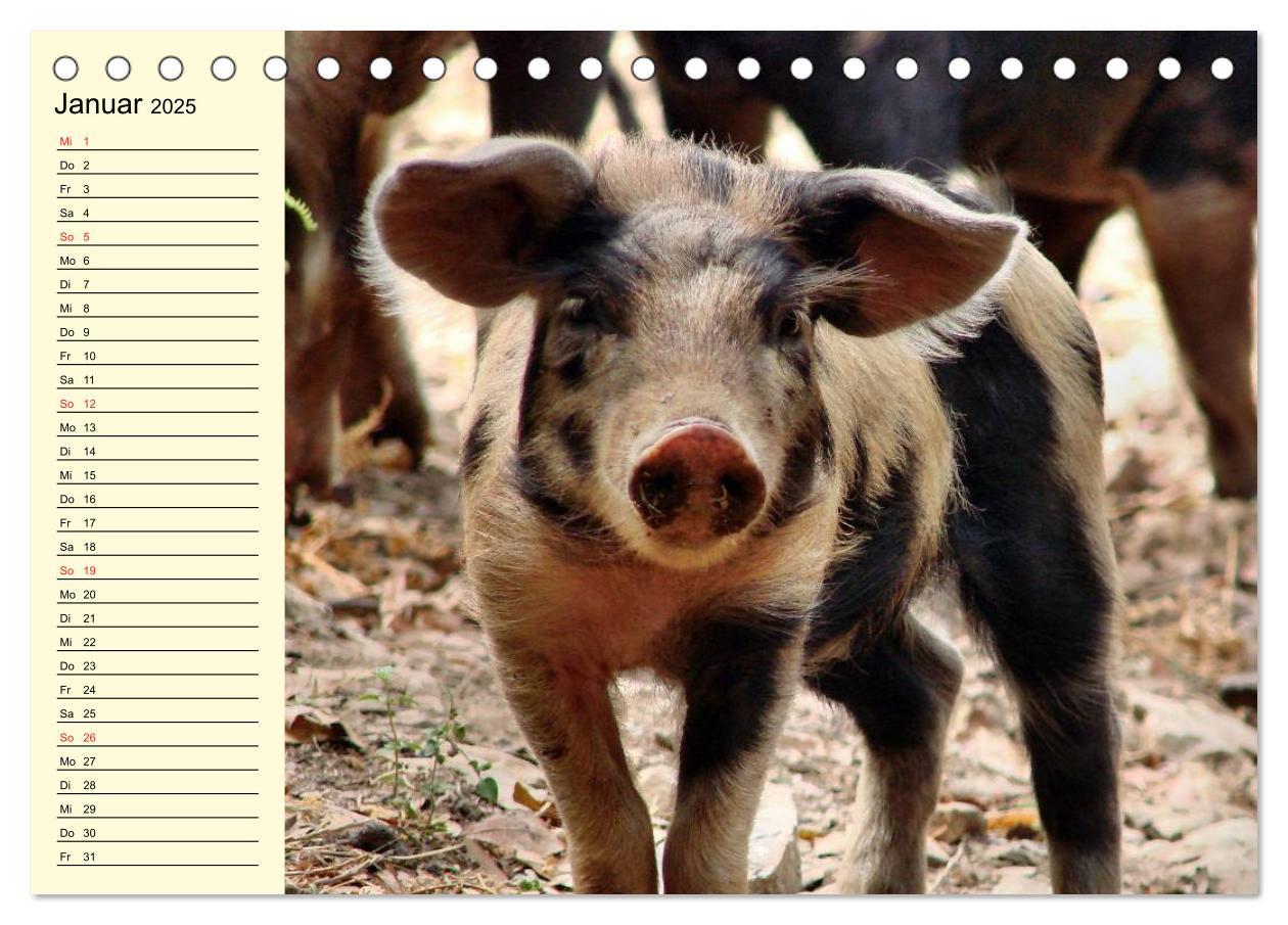 Bild: 9783435529421 | Von Säuen die Schwein haben! (Tischkalender 2025 DIN A5 quer),...