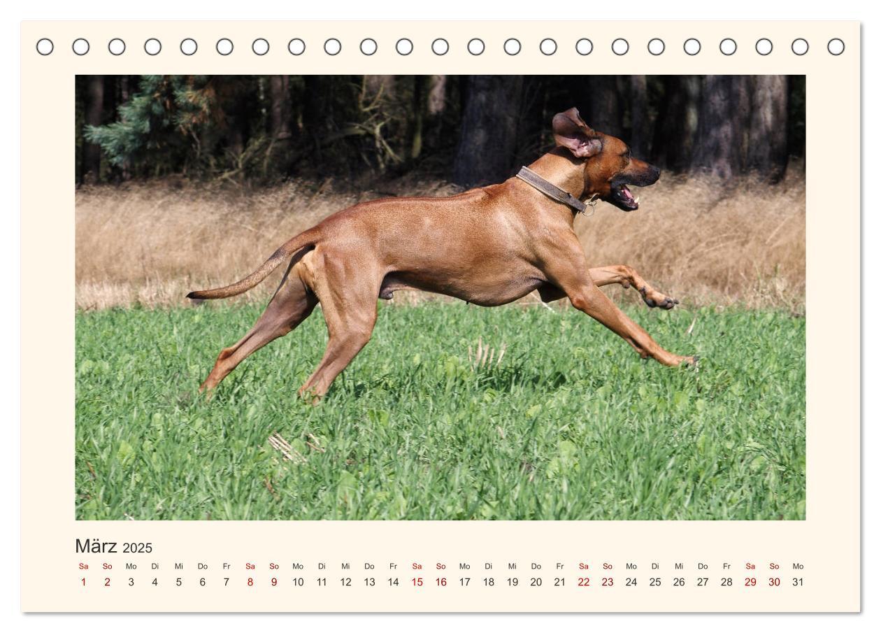 Bild: 9783435352623 | Rhodesian Ridgeback Power aus Südafrika (Tischkalender 2025 DIN A5...