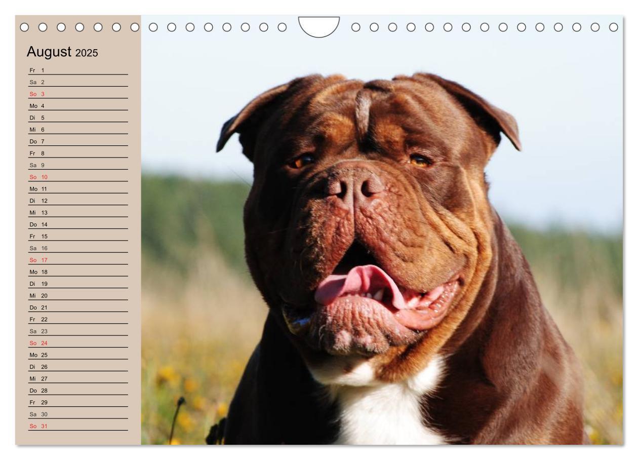 Bild: 9783435535347 | Faszination Bulldogge (Wandkalender 2025 DIN A4 quer), CALVENDO...