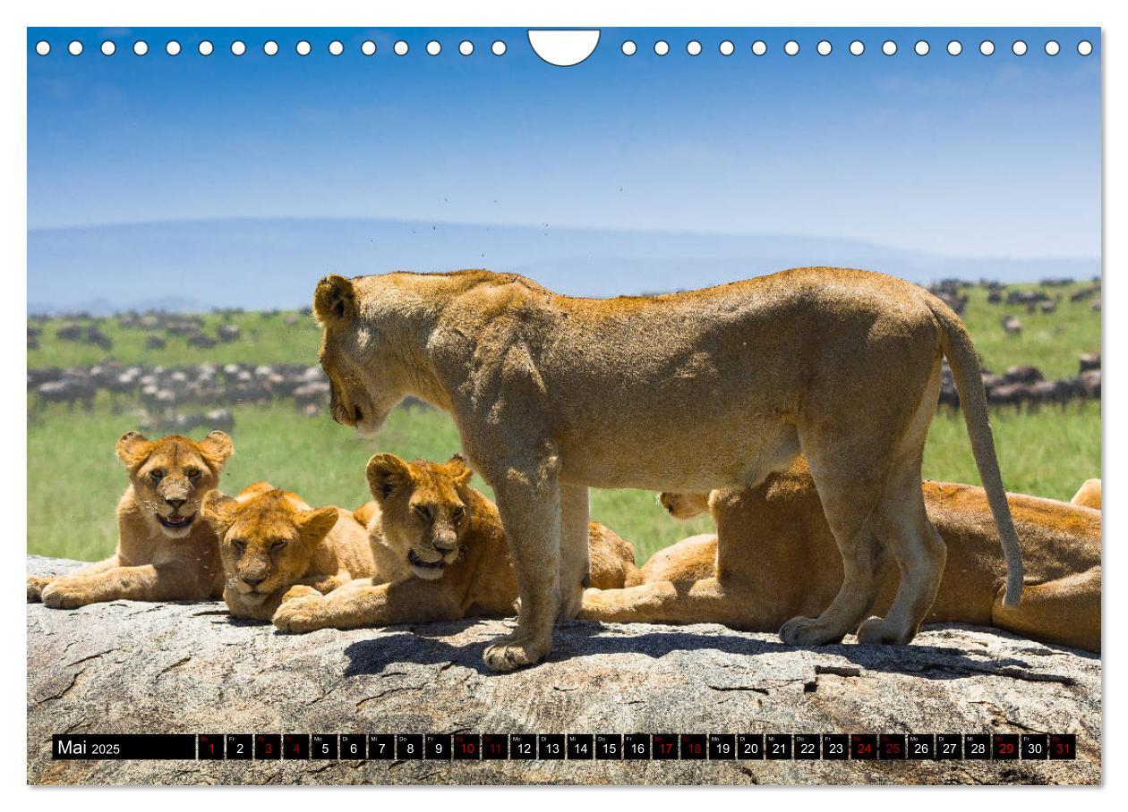 Bild: 9783435342563 | Tansania - Tierwanderung in der Serengeti (Wandkalender 2025 DIN A4...