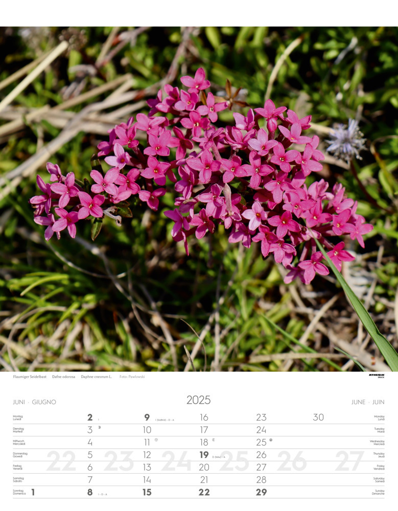 Bild: 9788868397425 | Alpenblumen Kalender 2025 | Fiori alpini - Alpine flowers | Verlag