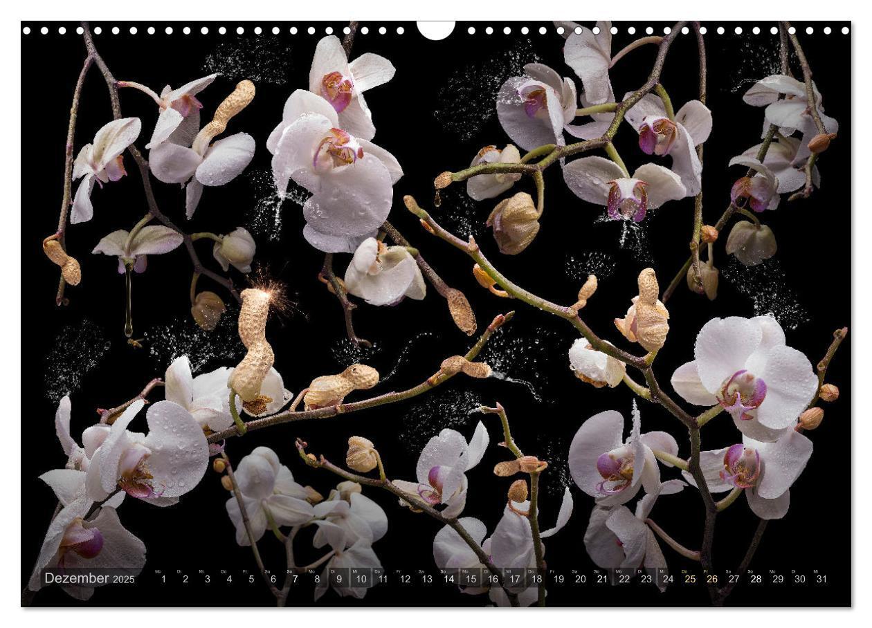 Bild: 9783383852251 | Orchidea (Wandkalender 2025 DIN A3 quer), CALVENDO Monatskalender