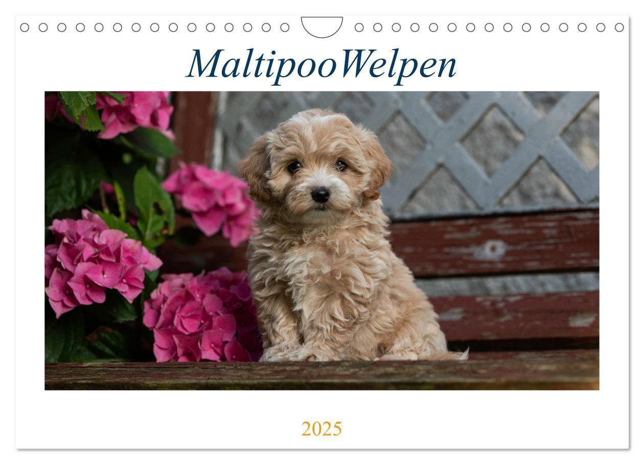 Cover: 9783435038350 | Maltipoo Welpen (Wandkalender 2025 DIN A4 quer), CALVENDO...