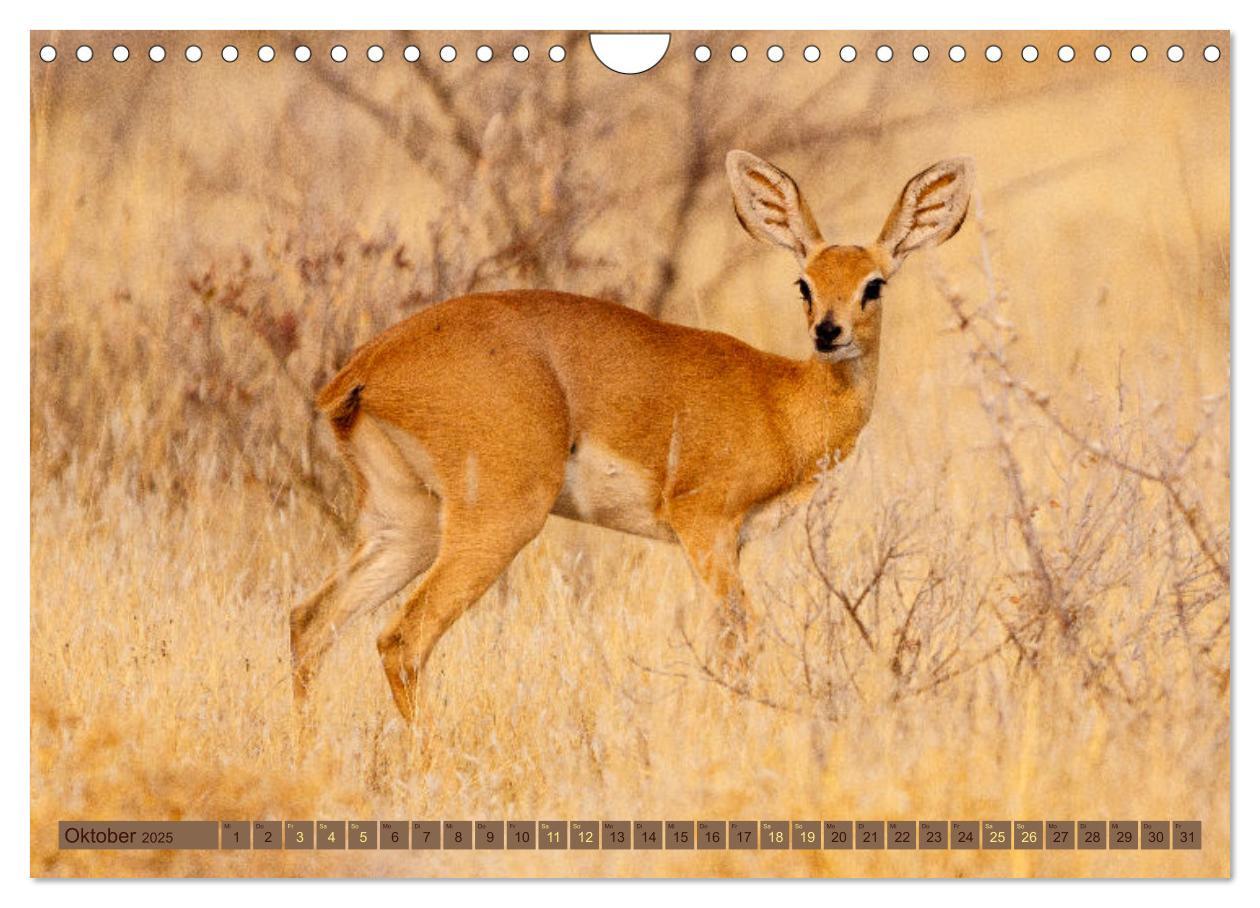 Bild: 9783383845468 | Wildlife Namibia - Etosha und Kalahari (Wandkalender 2025 DIN A4...