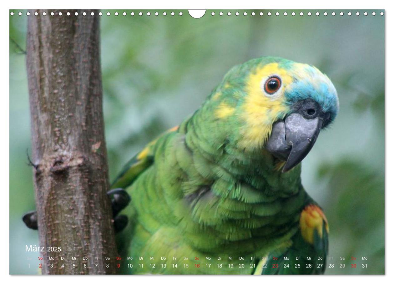 Bild: 9783435727988 | Blaustirnamazonen - Papageien in Paraguay (Wandkalender 2025 DIN A3...