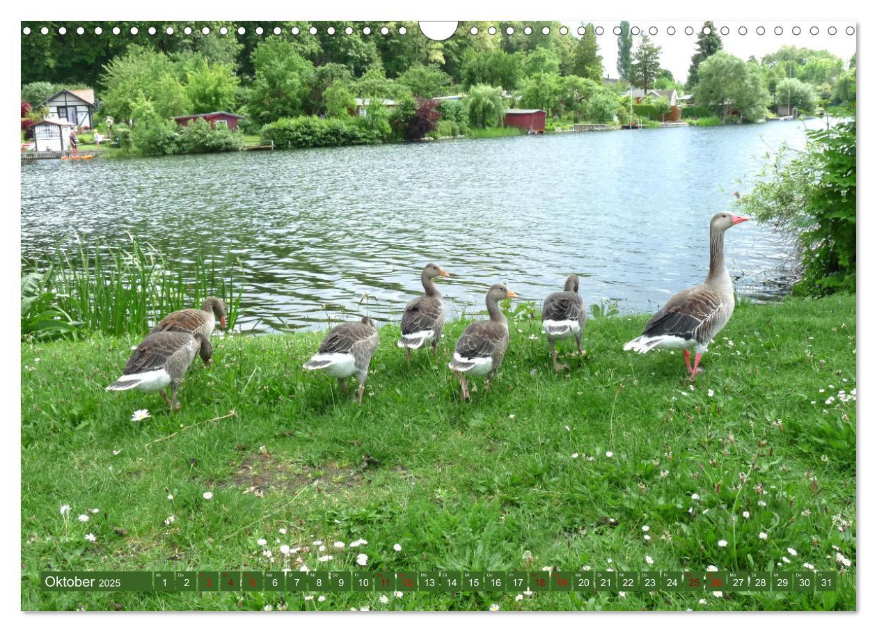 Bild: 9783383961670 | Wunderschöne Mecklenburgische Seenplatte (Wandkalender 2025 DIN A3...