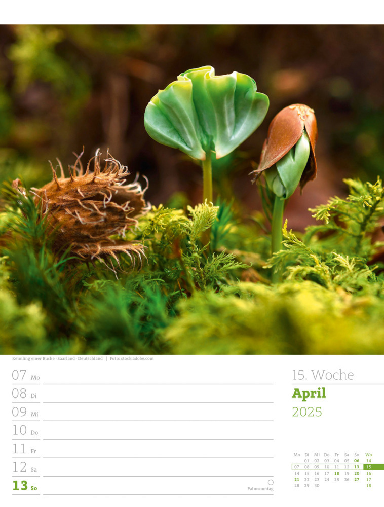 Bild: 9783838425979 | Unser Wald - Wochenplaner Kalender 2025 | Ackermann Kunstverlag | 2025