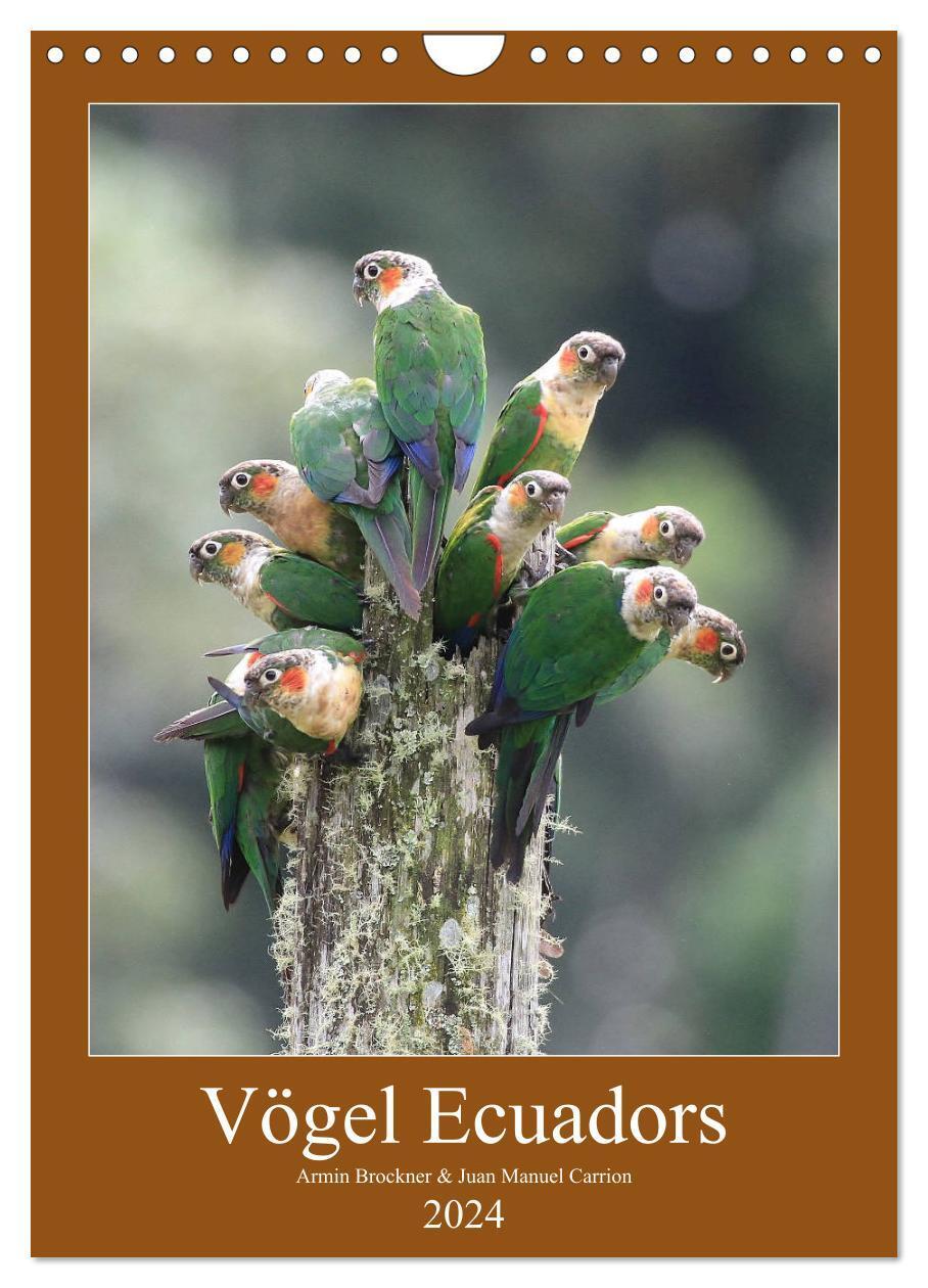 Cover: 9783383113284 | Vögel Ecuadors (Wandkalender 2024 DIN A4 hoch), CALVENDO...