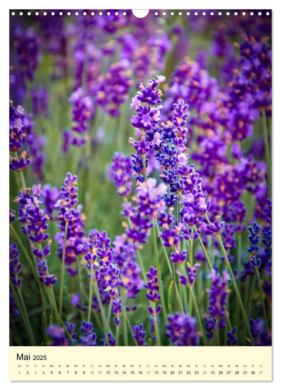 Bild: 9783435901814 | Provence Lavendel Paradies (Wandkalender 2025 DIN A3 hoch),...