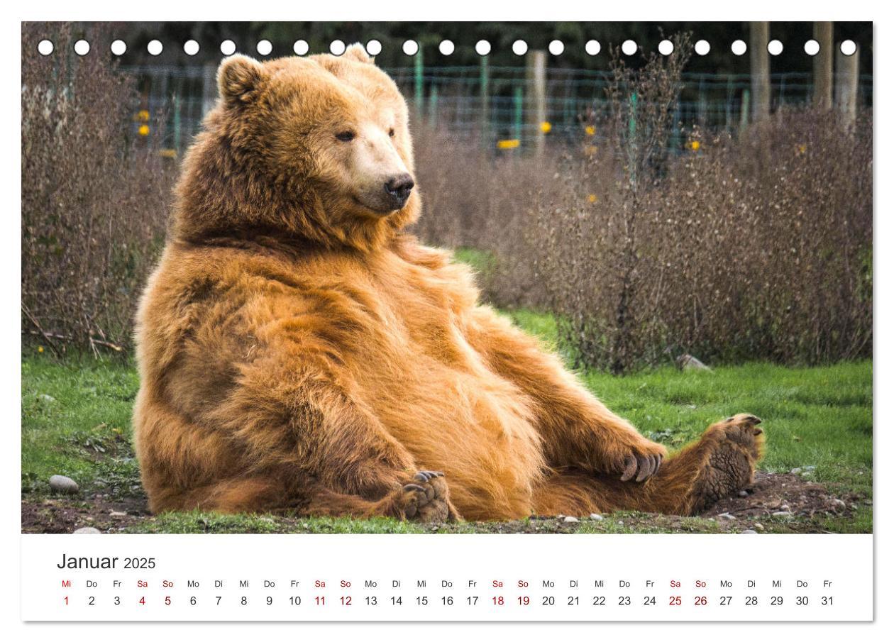 Bild: 9783383887376 | Tierisches Yoga - Eine Tierwelt voller Yogis. (Tischkalender 2025...