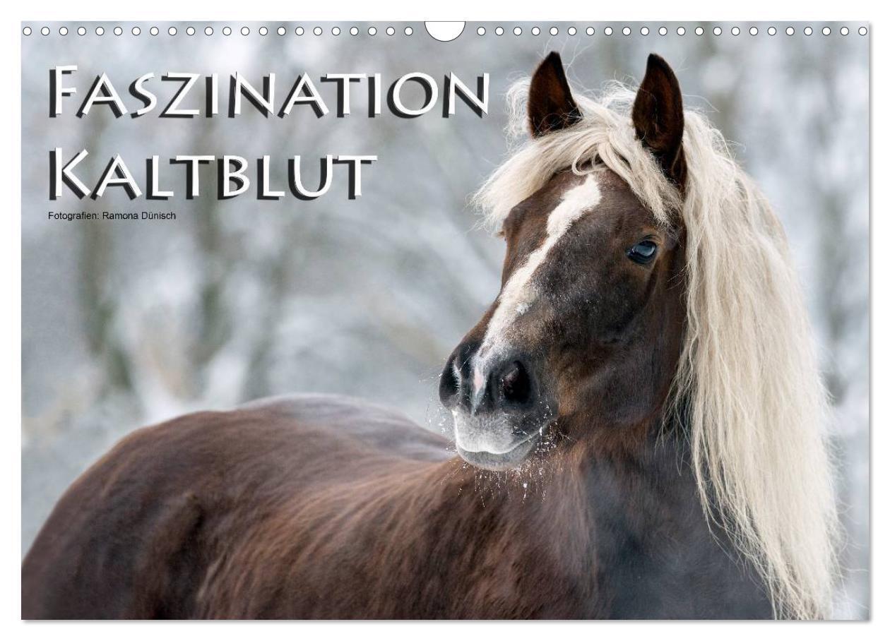 Cover: 9783435749867 | Faszination Kaltblut (Wandkalender 2025 DIN A3 quer), CALVENDO...