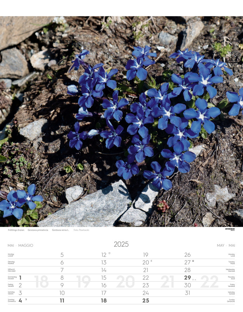 Bild: 9788868397425 | Alpenblumen Kalender 2025 | Fiori alpini - Alpine flowers | Verlag