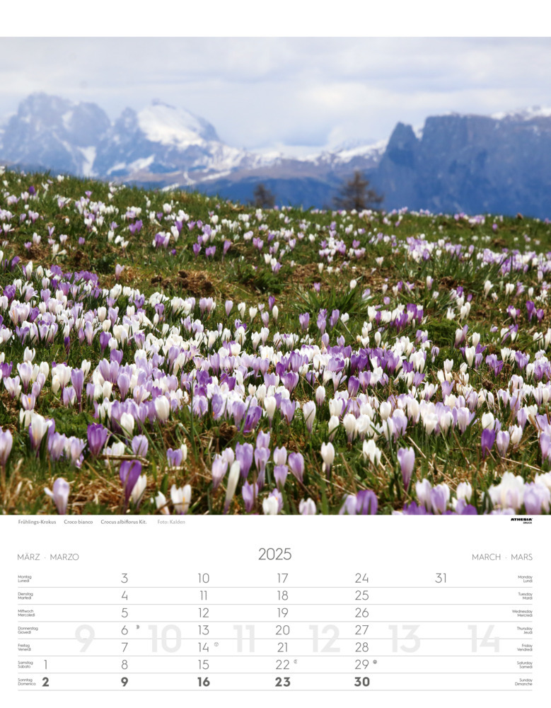 Bild: 9788868397425 | Alpenblumen Kalender 2025 | Fiori alpini - Alpine flowers | Verlag