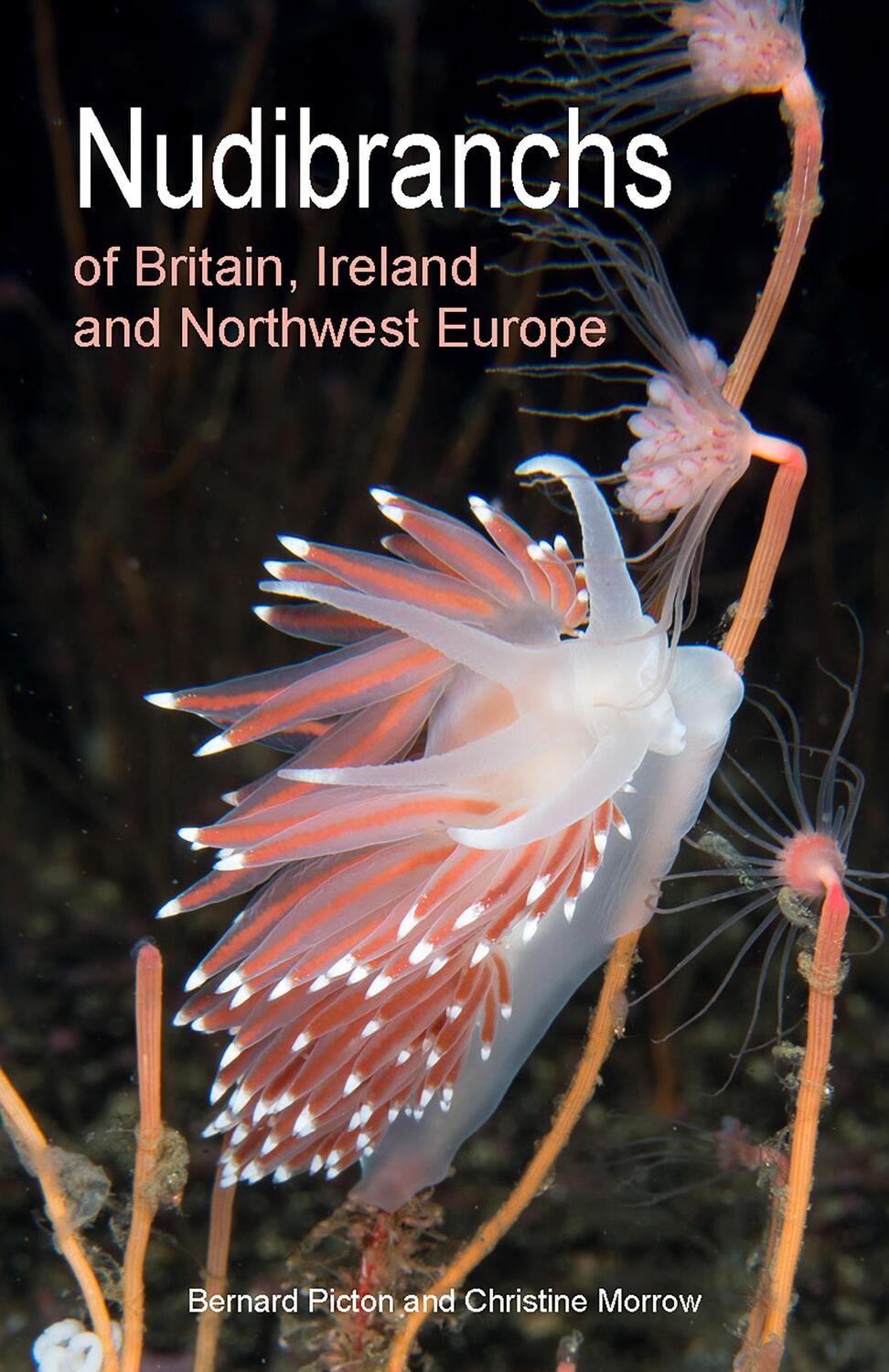 Cover: 9780691208794 | Nudibranchs of Britain, Ireland and Northwest Europe | Second Edition