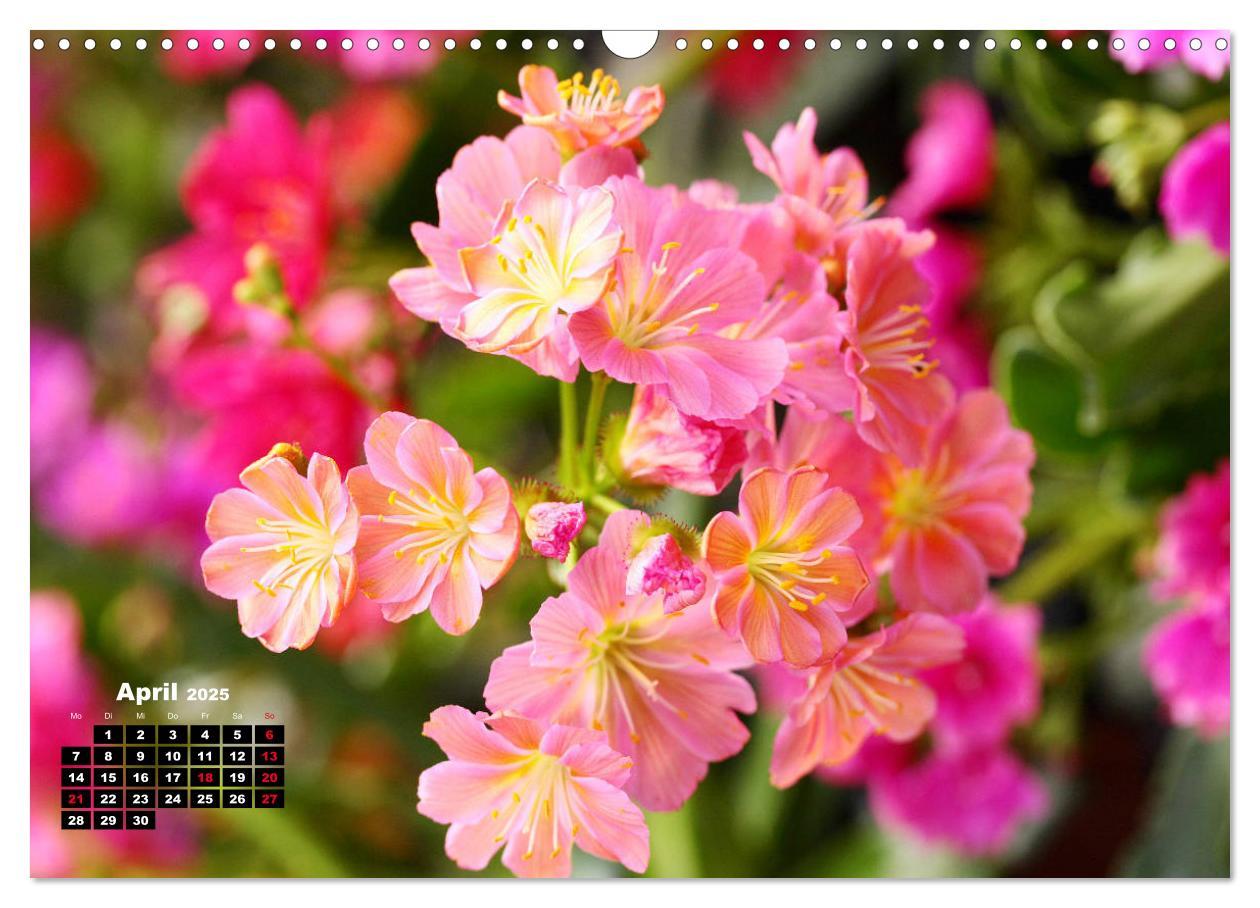 Bild: 9783435132775 | Lewisia, das Porzellanröschen (Wandkalender 2025 DIN A3 quer),...