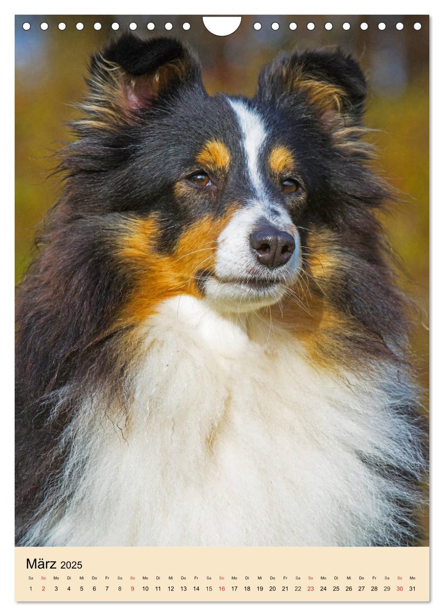 Bild: 9783435960545 | Sheltie - Wirbelwind auf 4 Pfoten (Wandkalender 2025 DIN A4 hoch),...