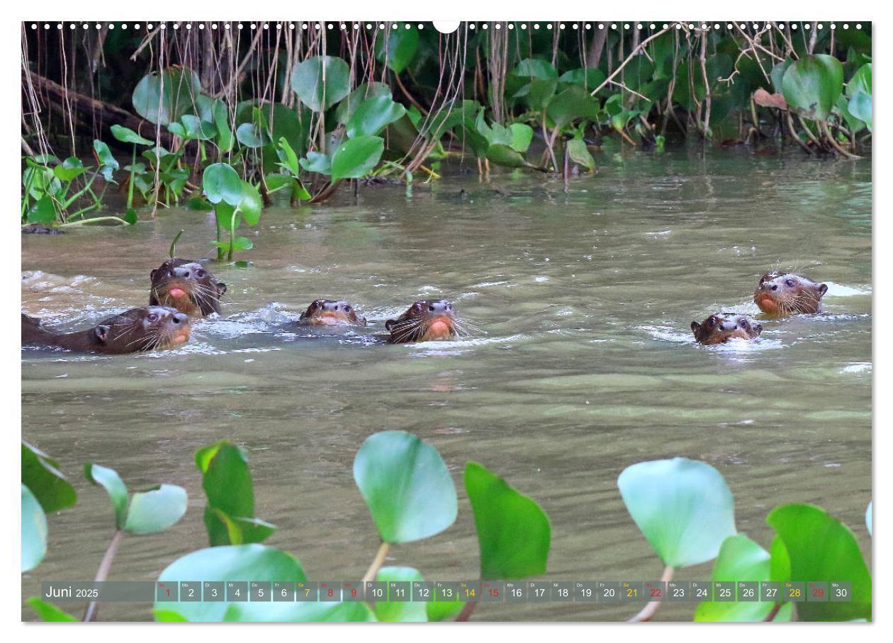 Bild: 9783435262595 | Riesenotter - Flusswölfe im Pantanal (Wandkalender 2025 DIN A2...