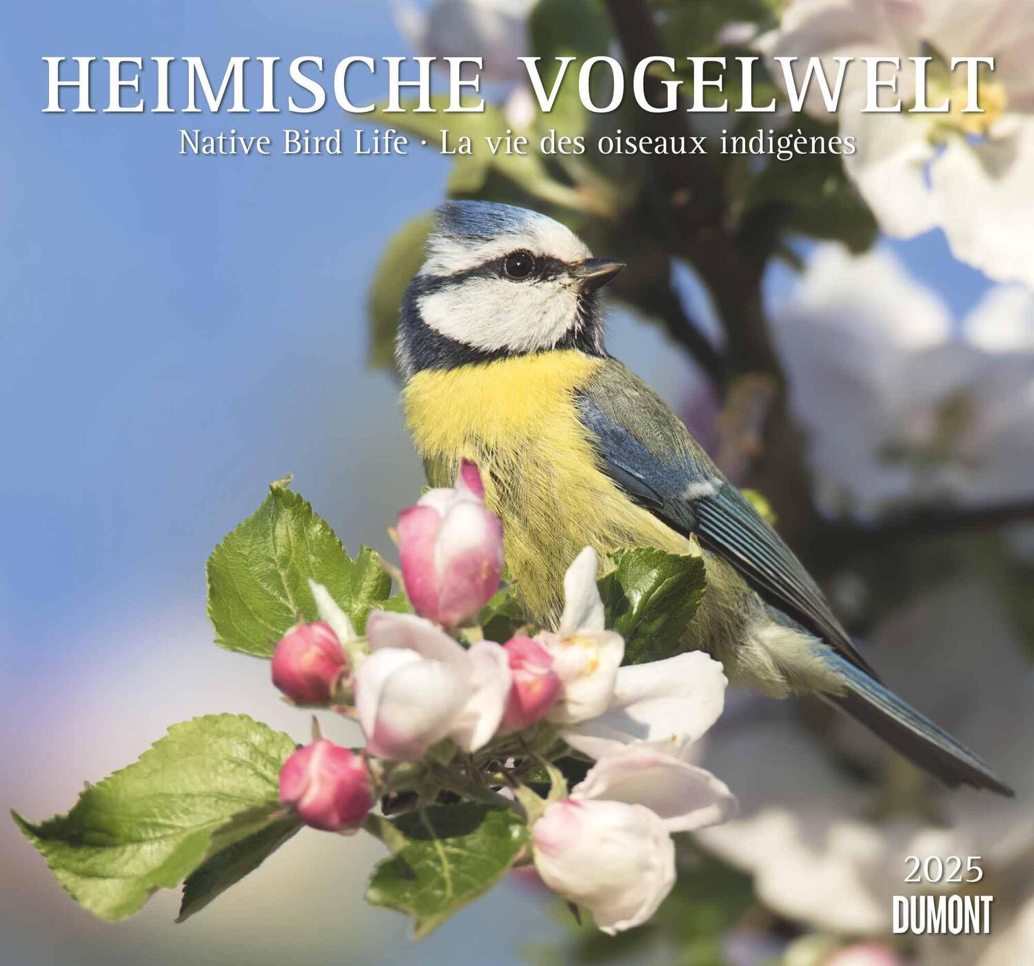 Cover: 4250809653525 | Heimische Vogelwelt 2025 - DUMONT Wandkalender - mit den...