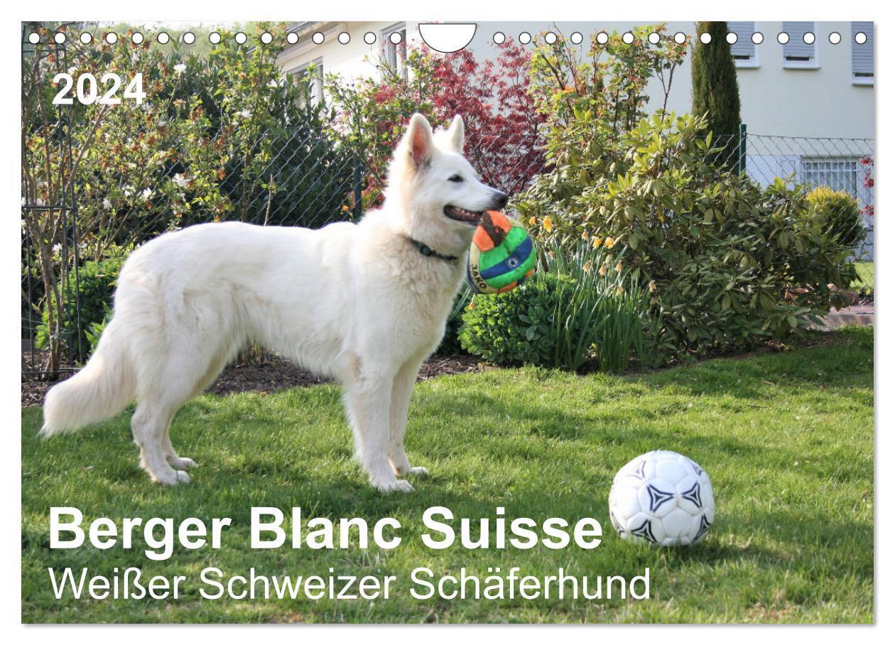 Cover: 9783675683129 | Berger Blanc Suisse - Weißer Schweizer Schäferhund (Wandkalender...
