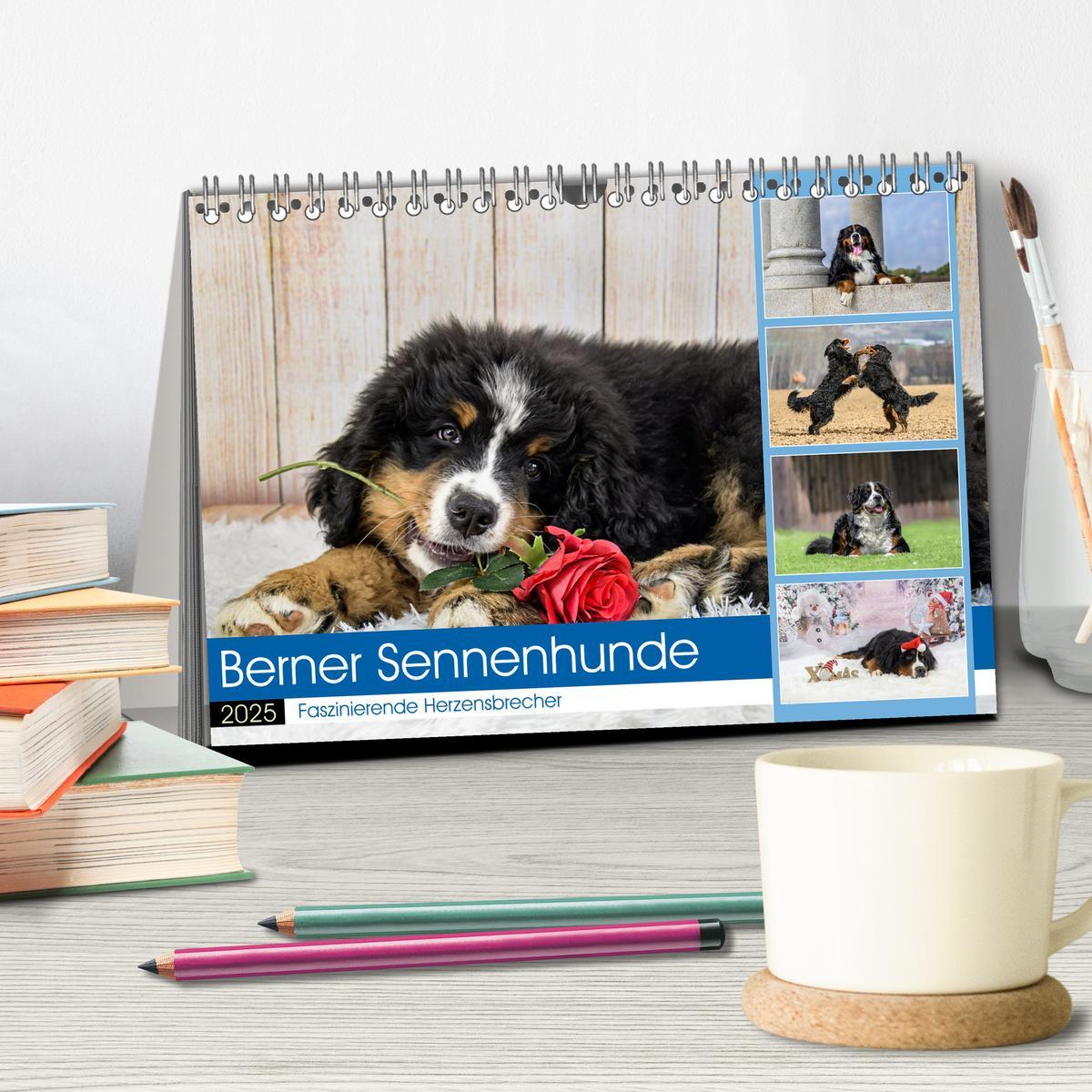 Bild: 9783457182666 | Berner Sennenhunde - Faszinierende Herzensbrecher (Tischkalender...