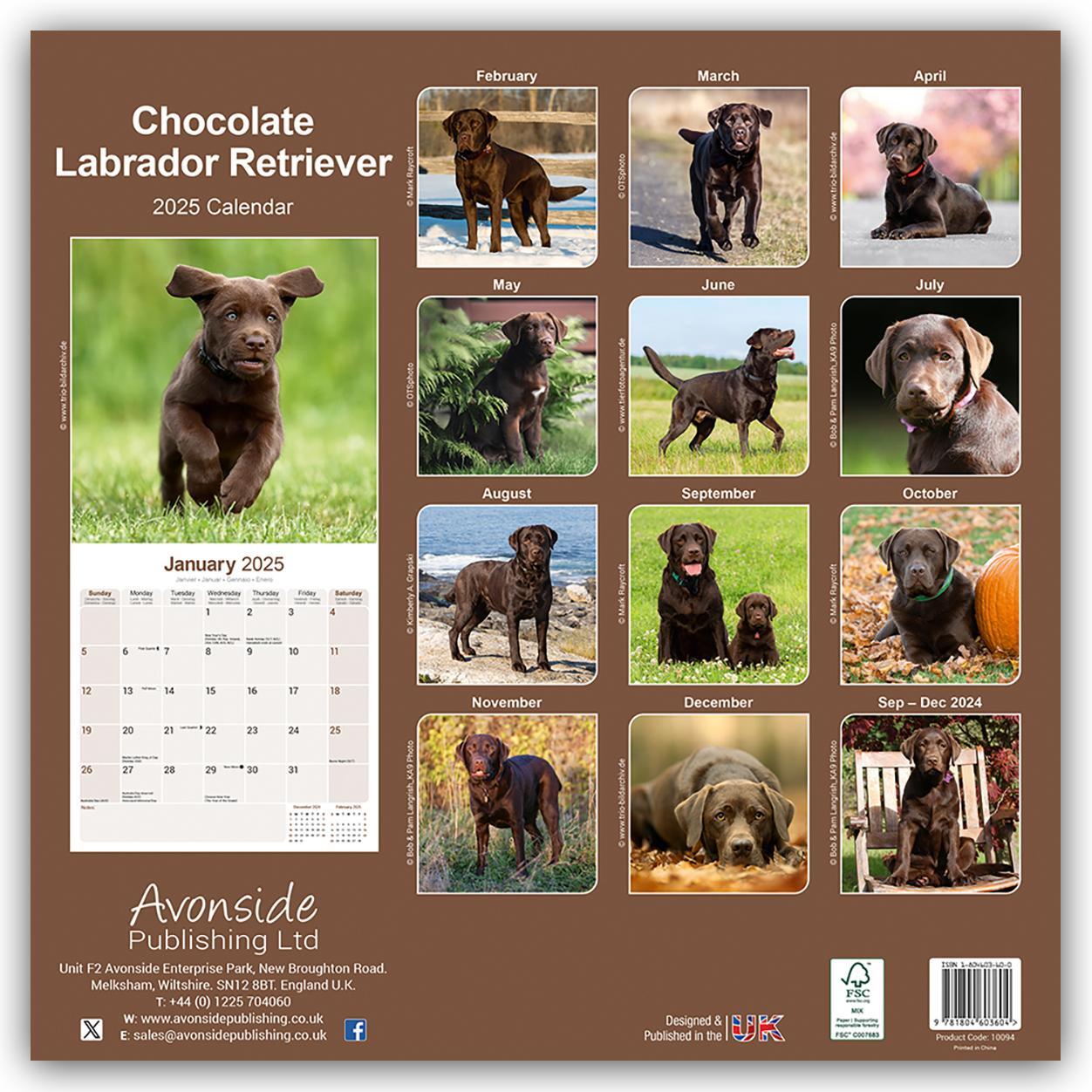 Rückseite: 9781804603604 | Chocolate Labrador Retriever - Brauner Labrador 2025 -...