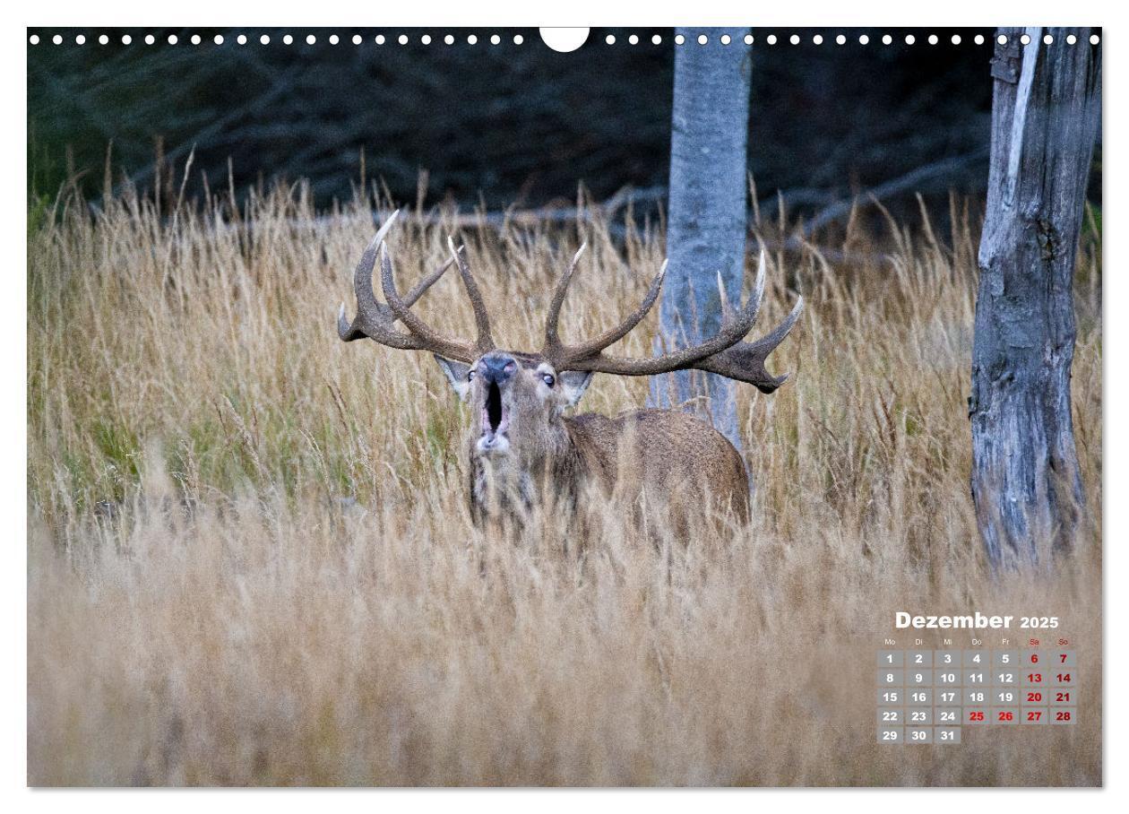 Bild: 9783435003877 | Krafttier Hirsch (Wandkalender 2025 DIN A3 quer), CALVENDO...