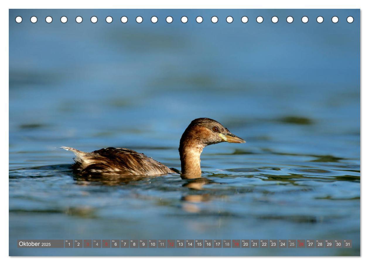 Bild: 9783435824953 | INNE BOTANIK - Vögel im Ruhrpott (Tischkalender 2025 DIN A5 quer),...