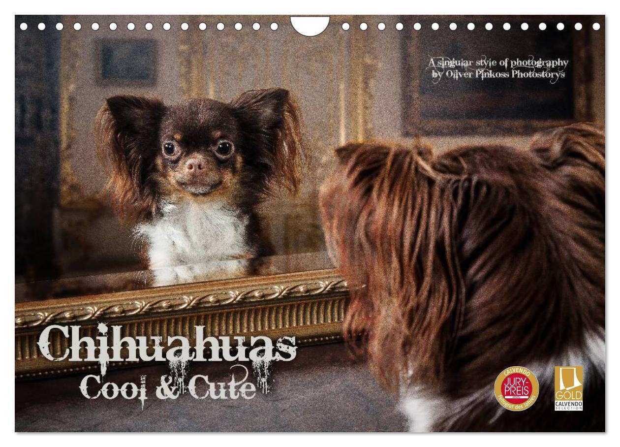 Cover: 9783383551079 | Chihuahuas - Cool and Cute (Wandkalender 2024 DIN A4 quer),...