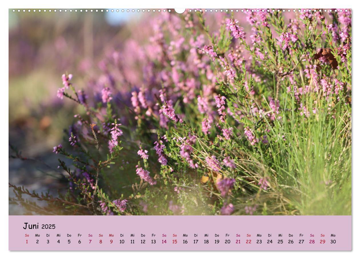 Bild: 9783435024810 | Lüneburger Heide Wege (hochwertiger Premium Wandkalender 2025 DIN...