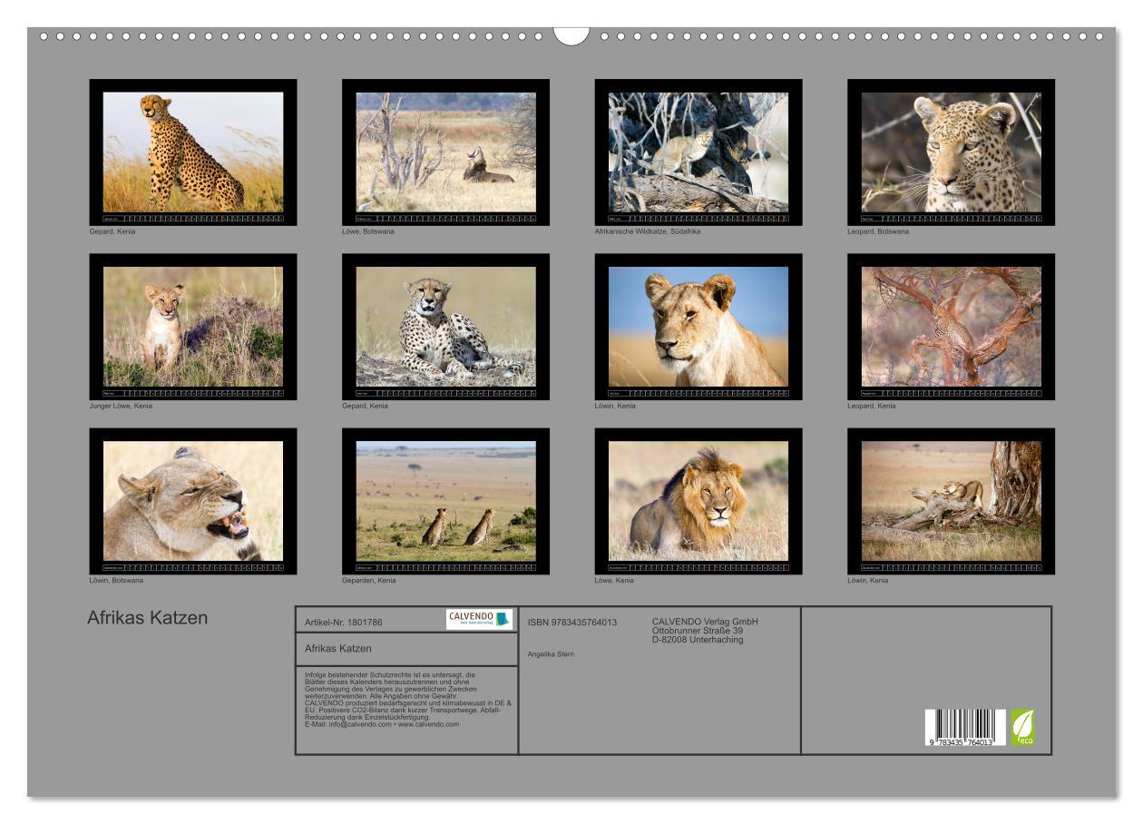 Bild: 9783435764013 | Afrikas Katzen (Wandkalender 2025 DIN A2 quer), CALVENDO...