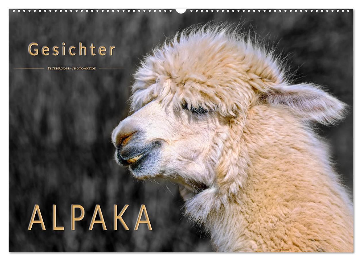 Cover: 9783435364008 | Alpaka Gesichter (Wandkalender 2025 DIN A2 quer), CALVENDO...