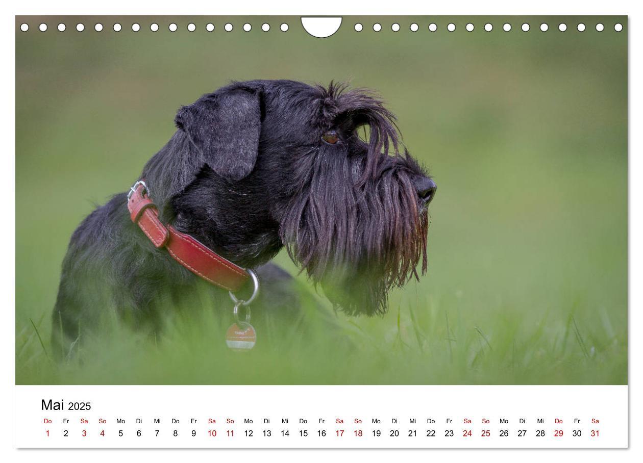 Bild: 9783435424887 | Schnauzer... von Zwergen und Riesen 2025 (Wandkalender 2025 DIN A4...