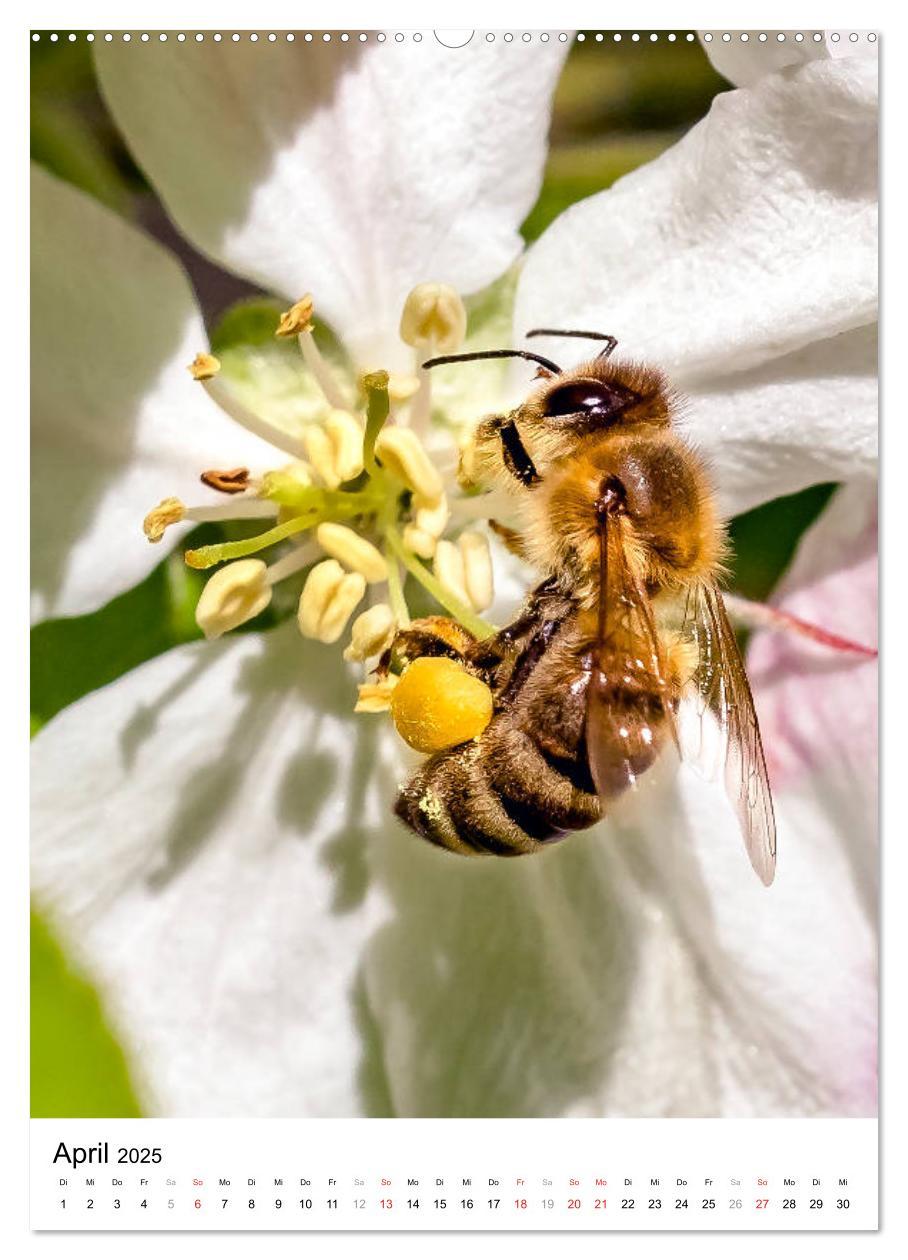 Bild: 9783435966219 | BIENEN - Kleine Nützlinge ganz nah (Wandkalender 2025 DIN A2 hoch),...