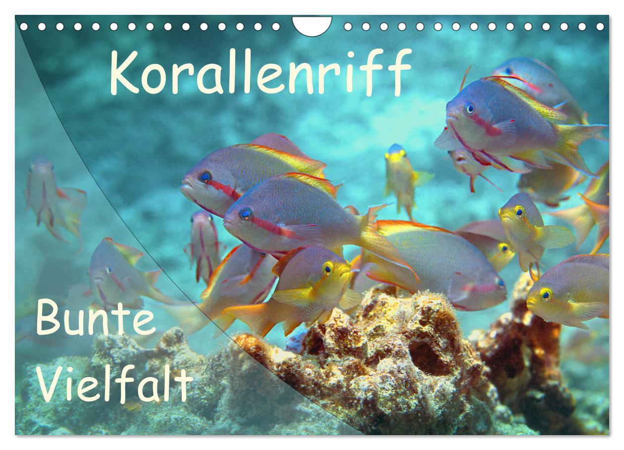 Cover: 9783435346493 | Bunte Vielfalt im Korallenriff (Wandkalender 2025 DIN A4 quer),...