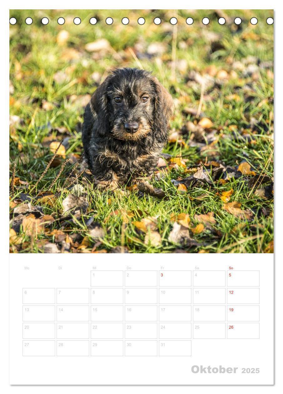 Bild: 9783457013472 | Der Dackel - mein kleiner Freund (Tischkalender 2025 DIN A5 hoch),...