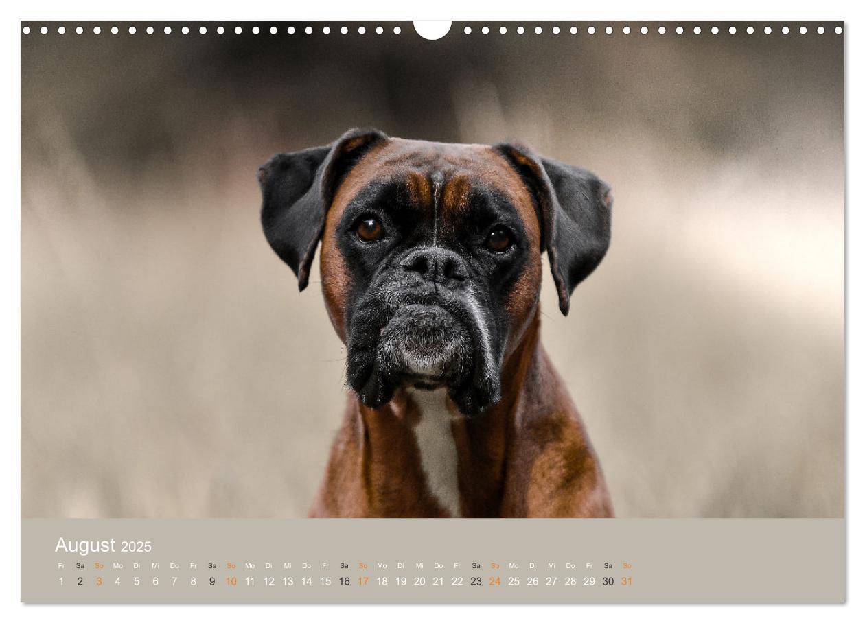 Bild: 9783383926396 | Der Boxer, der beste Hund der Welt (Wandkalender 2025 DIN A3 quer),...