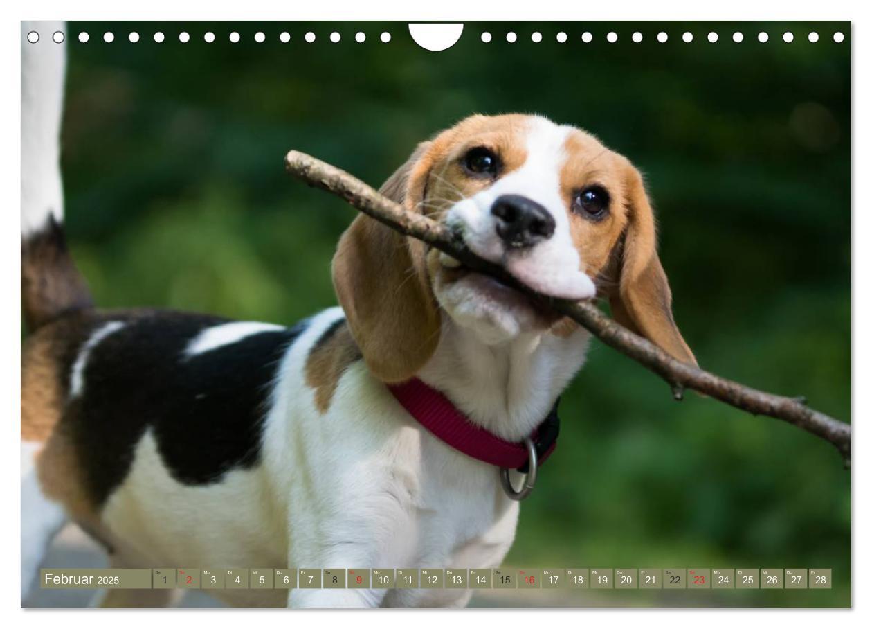 Bild: 9783435574896 | Beaglebabys auf Entdeckungstour (Wandkalender 2025 DIN A4 quer),...