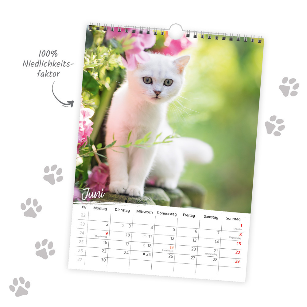 Bild: 9783988022035 | Trötsch Classickalender Liebste Katzen 2025 | Wandkalender | Kalender