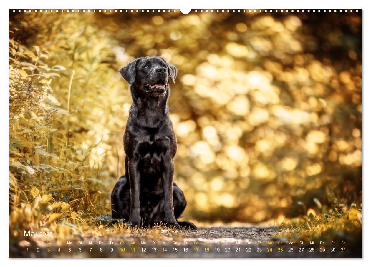 Bild: 9783435015832 | Verzauberung Labrador Retriever 2025 (hochwertiger Premium...