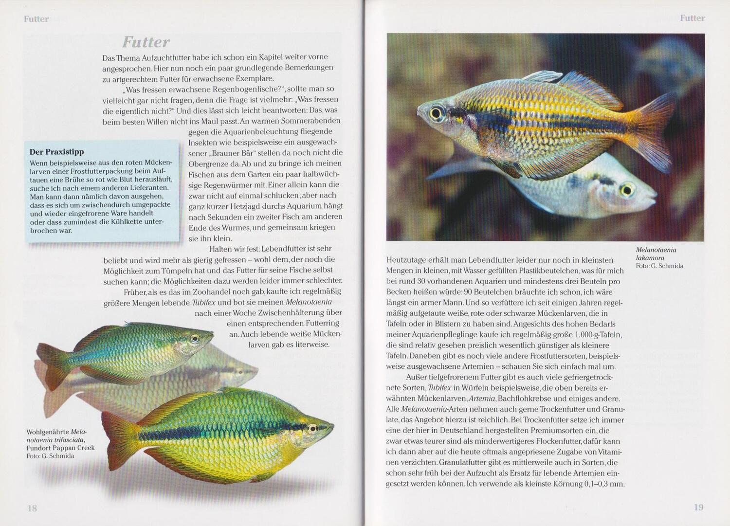 Bild: 9783866591547 | Regenbogenfische | Die Gattung Melanotaenia | Heinrich Gewinner | Buch