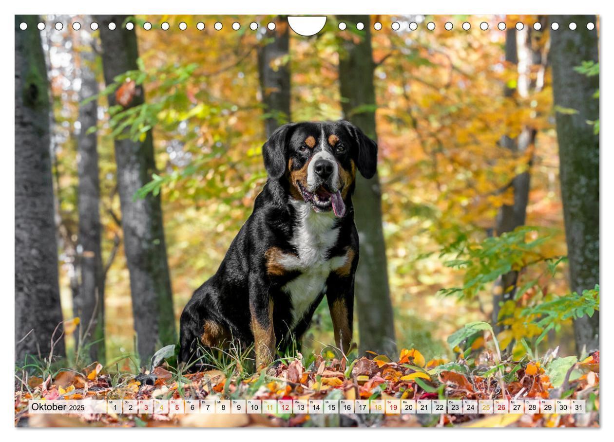 Bild: 9783457198957 | Entlebucher - Temperamentvolle Schweizer Sennenhunde (Wandkalender...