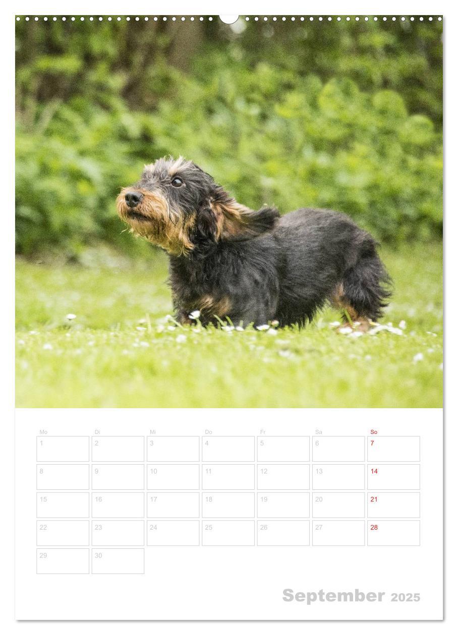 Bild: 9783457013779 | Der Dackel - mein kleiner Freund (Wandkalender 2025 DIN A2 hoch),...