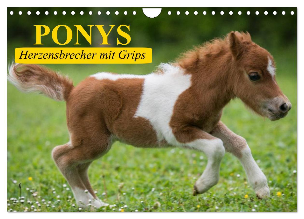 Cover: 9783435652198 | Ponys. Herzensbrecher mit Grips (Wandkalender 2025 DIN A4 quer),...