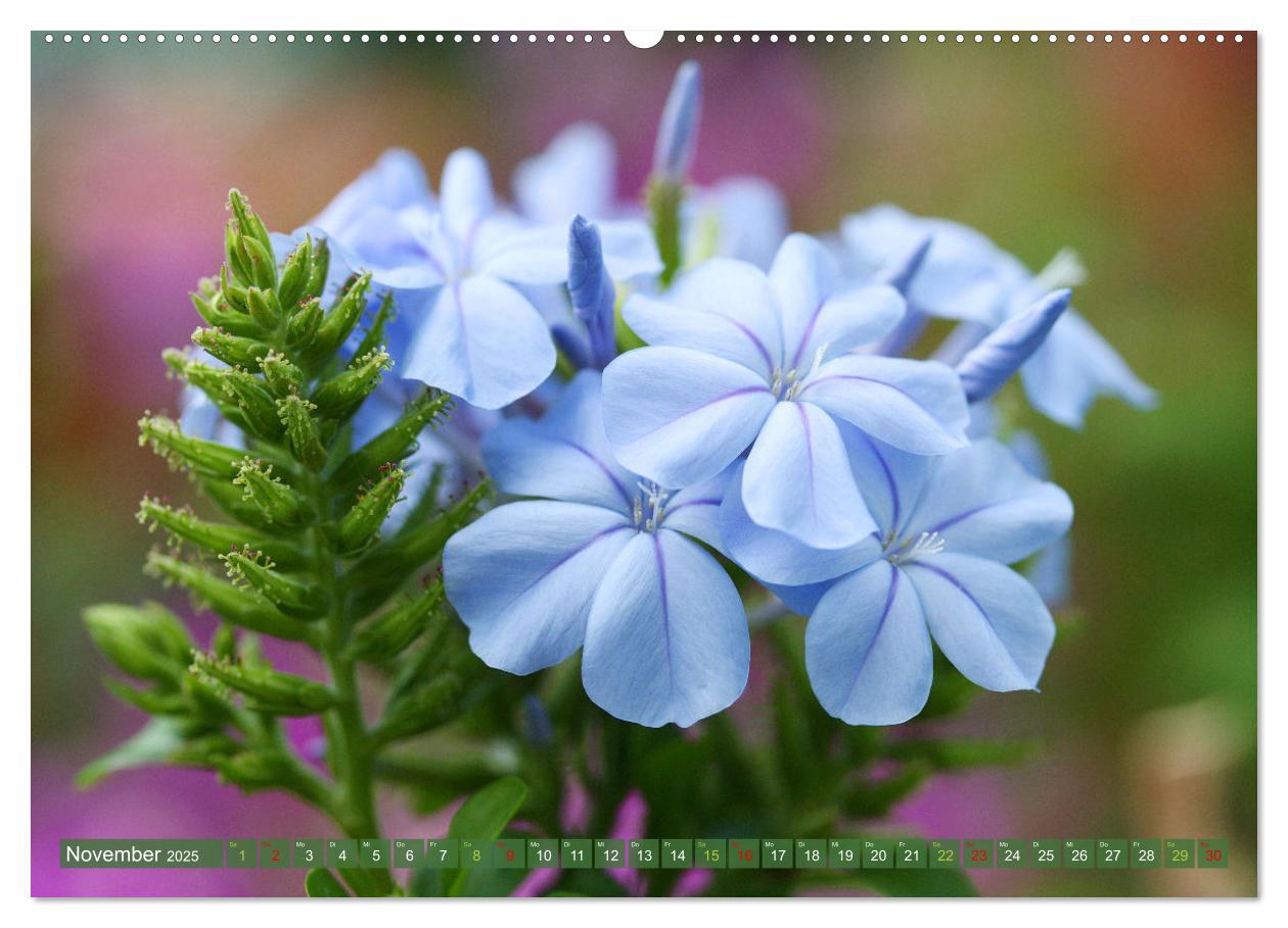 Bild: 9783383761010 | Blütenwunder - Mit Blumen durchs ganze Gartenjahr (Wandkalender...