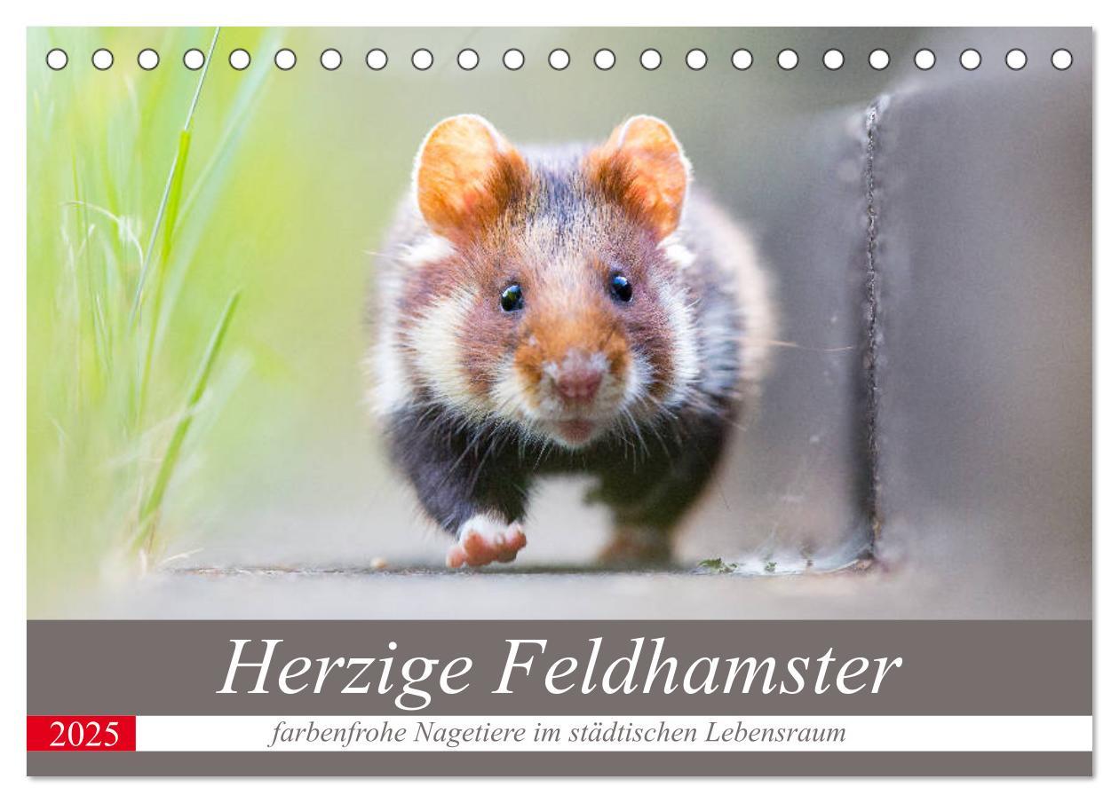 Cover: 9783435217588 | Herzige Feldhamster - farbenfrohe Nagetiere im städtischen...