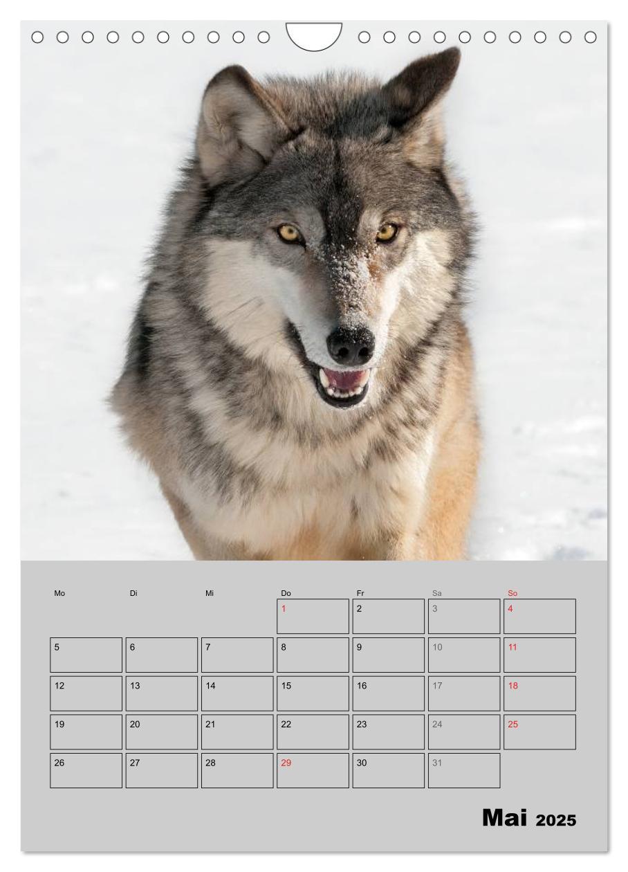 Bild: 9783457024201 | Wolf-Gesichter (Wandkalender 2025 DIN A4 hoch), CALVENDO...