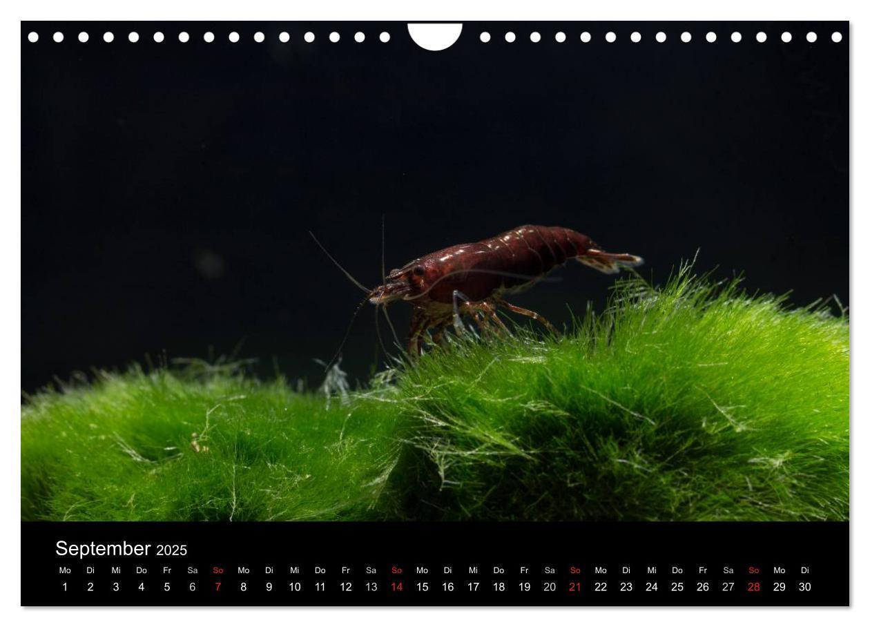 Bild: 9783435562060 | Zwerggarnelen - gepanzerte Juwelen im Aquarium (Wandkalender 2025...