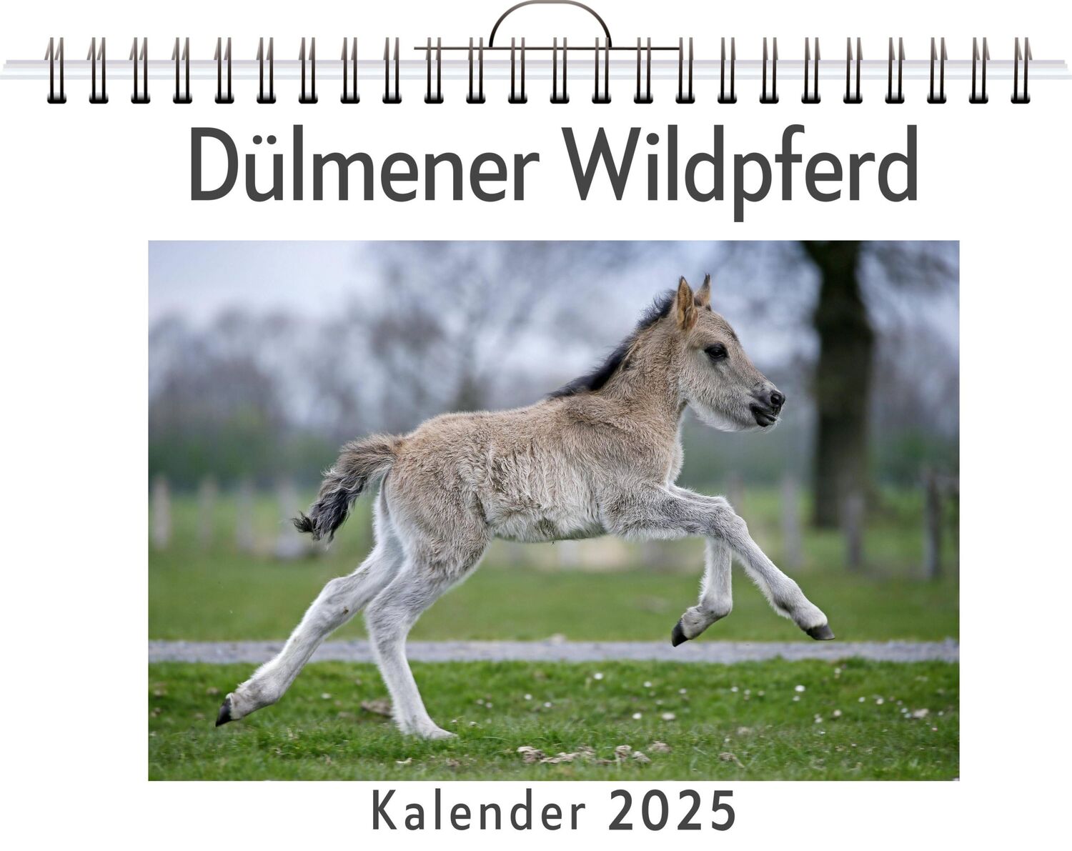 Cover: 9783759132055 | Dülmener Wildpferd | Amelia Bauer | Kalender | Kalender | 14 S.